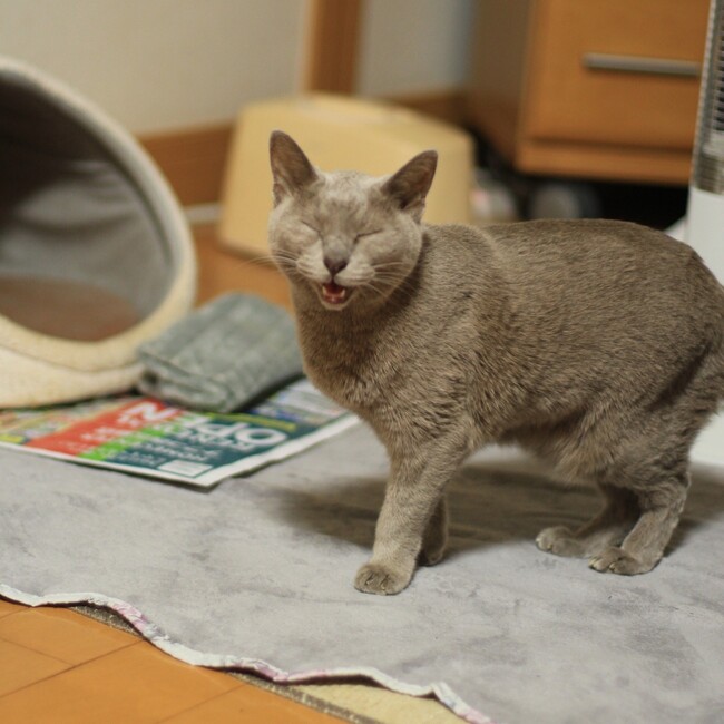 MIMI♩のカバー写真