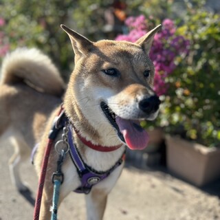 四国犬風の女の子「モニ」ちゃん♡