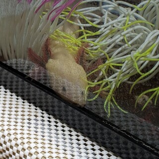 ウーパールーパー里親募集