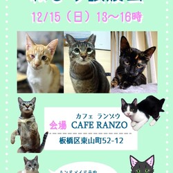 ねこの譲渡会