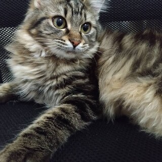 フワフワな毛がゴージャスな美猫♪人懐っこいです