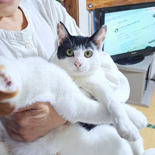【生後半年】わんぱく兄弟猫の家族になってください