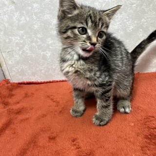 こんな面恋猫を置いて仕事行けない！超甘猫❤福ちゃん