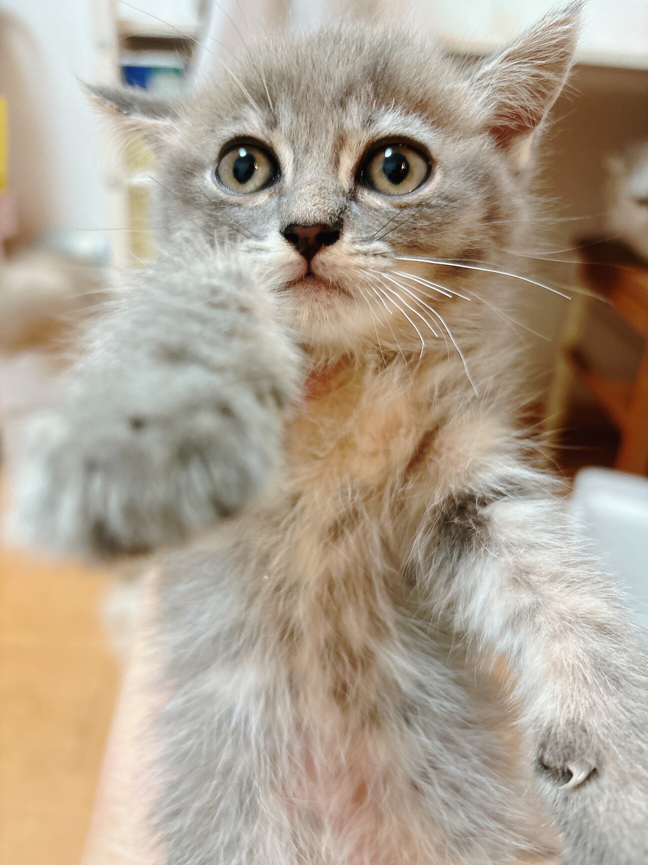 残1。猫の親子 イギリス製 1717854.jpeg