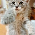 サイベリアンMIX 子猫　不明