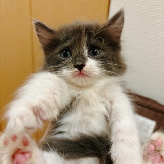 ラグドール✖️サイベリアンMIX 子猫