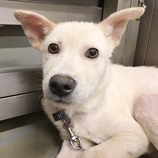 【相談中】人馴れ進行中！　しろごまくん　4ヶ月