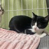 黒白ハチワレちゃん　3ヶ月の女の子 サムネイル3