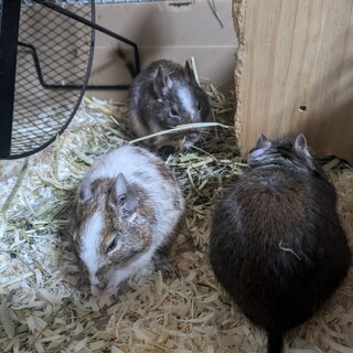 デグー三兄弟を可愛がってくれる方募集します