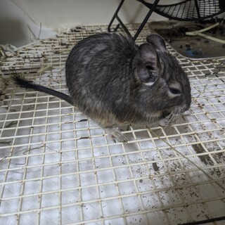 デグー兄弟を可愛がってくれる方募集します