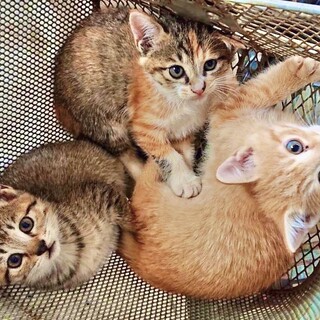 捨て猫を3匹保護しております【宮城】