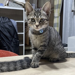 自宅にて生まれました。きじこねこ女の子