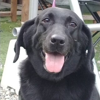 黒ラブ　クロエ女の子６歳位　性格が良いです。