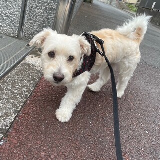 甘えん坊なプードルMIXの男の子もやしくん