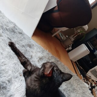 黒猫の里親募集中！