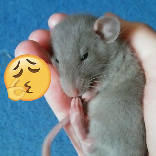 ファンシーラット（オス３匹）