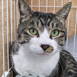 11月20日朝迄　期限延長　人馴れ抜群の猫