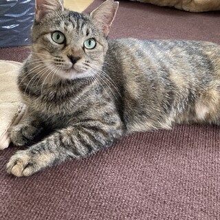 甘えん坊のお利口さんです