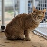 １匹飼い希望の茶トラの女子 サムネイル3