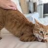 １匹飼い希望の茶トラの女子