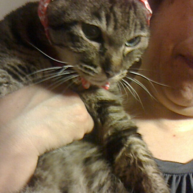 アベスタのカバー写真