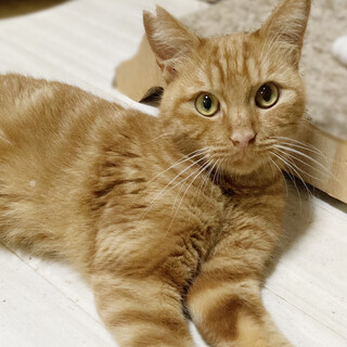 人にも猫にもフレンドリー！アメショ柄『みかん君』