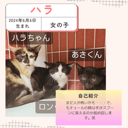 保護猫譲渡会@寝屋川 サムネイル2