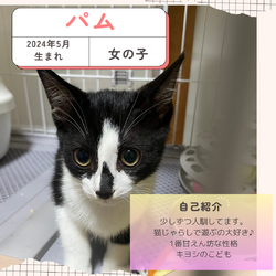 保護猫譲渡会@寝屋川 サムネイル3