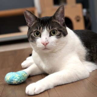 キジ白イケメン【ムッシュ】