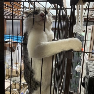 ワイルドすぎちゃん　キジ白オス