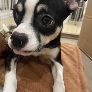 チワワ×ピットブル