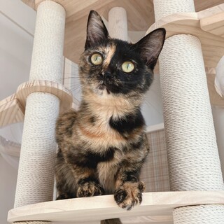 アクセラちゃん