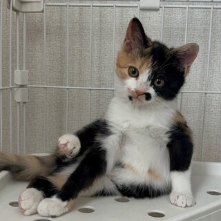 可愛い三毛の蘭ちゃん❤️