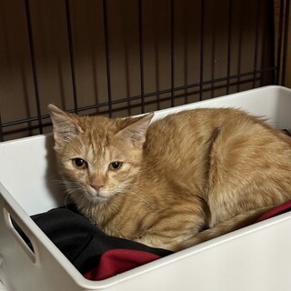 珍しい茶トラの女の子