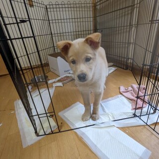 野良母犬さんが連れてきました