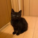 キュートな黒猫ジジくん
