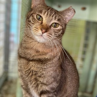 甘えん坊な麦わら猫の女の子　ティアナ