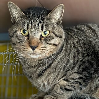 ブサカワキジトラの男の子　ホク