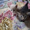 《クリーム色》の仔猫♪人のお膝の上が大好きです サムネイル2