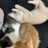 《クリーム色》の仔猫♪人のお膝の上が大好きです サムネイル3