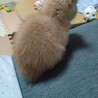 《クリーム色》の仔猫♪人のお膝の上が大好きです サムネイル4