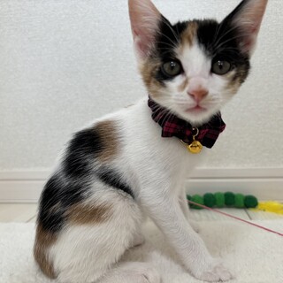 愛らしい兄妹たち・光桜(みお)ちゃん