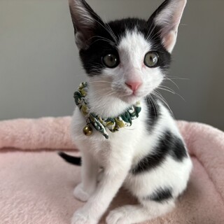 愛らしい兄妹たち・光嬉(みつき)くん