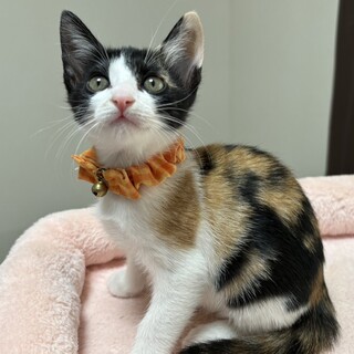 愛らしい兄妹たち・優光(うみ)ちゃん