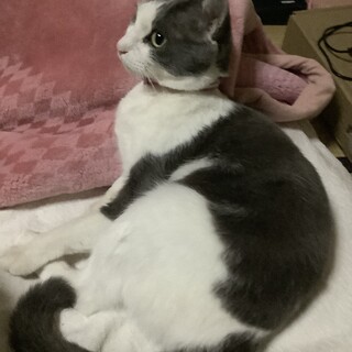 急募！浮世絵に出てくるような珍しい和猫です。