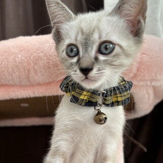 愛らしい兄妹たち・光輝(こうき)くん