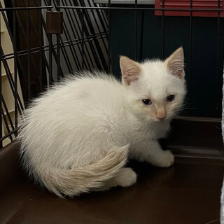 ブルーの瞳 ミルクティーの女の子 そらちゃん