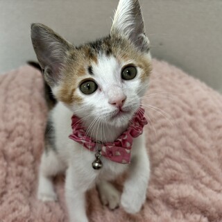 愛らしい兄妹たち・光笑(みえ)ちゃん