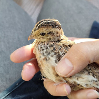 並うずら 雄 ２羽 10/24生まれ 