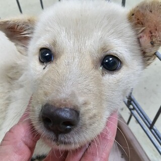緊急！生後1ケ月の可愛い子犬　11月19日迄